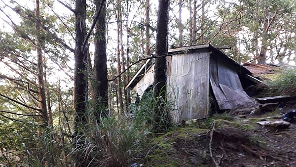 奇萊東稜~泳渡箭竹林的四大障礙之一 挑戰意志力~錦毛鼠 百岳 奇萊東稜~泳渡箭竹林的四大障礙之一 挑戰意志力~錦毛鼠 百岳