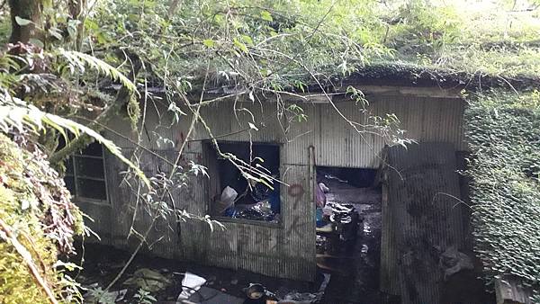 奇萊東稜~泳渡箭竹林的四大障礙之一 挑戰意志力~錦毛鼠 百岳 奇萊東稜~泳渡箭竹林的四大障礙之一 挑戰意志力~錦毛鼠 百岳