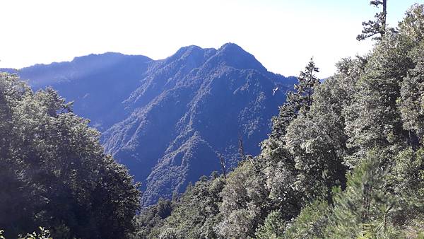 奇萊東稜~泳渡箭竹林的四大障礙之一 挑戰意志力~錦毛鼠 百岳 奇萊東稜~泳渡箭竹林的四大障礙之一 挑戰意志力~錦毛鼠 百岳