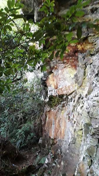 奇萊東稜~泳渡箭竹林的四大障礙之一 挑戰意志力~錦毛鼠 百岳 奇萊東稜~泳渡箭竹林的四大障礙之一 挑戰意志力~錦毛鼠 百岳