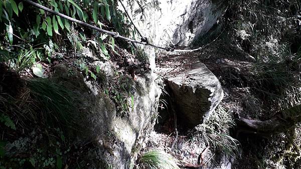 奇萊東稜~泳渡箭竹林的四大障礙之一 挑戰意志力~錦毛鼠 百岳 奇萊東稜~泳渡箭竹林的四大障礙之一 挑戰意志力~錦毛鼠 百岳