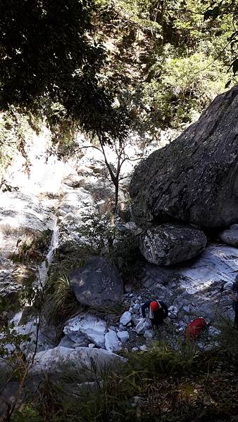 奇萊東稜~泳渡箭竹林的四大障礙之一 挑戰意志力~錦毛鼠 百岳 奇萊東稜~泳渡箭竹林的四大障礙之一 挑戰意志力~錦毛鼠 百岳