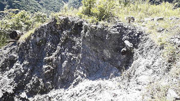 奇萊東稜~泳渡箭竹林的四大障礙之一 挑戰意志力~錦毛鼠 百岳 奇萊東稜~泳渡箭竹林的四大障礙之一 挑戰意志力~錦毛鼠 百岳
