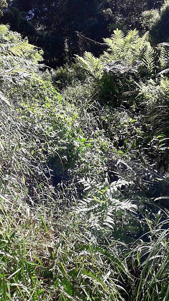 奇萊東稜~泳渡箭竹林的四大障礙之一 挑戰意志力~錦毛鼠 百岳 奇萊東稜~泳渡箭竹林的四大障礙之一 挑戰意志力~錦毛鼠 百岳