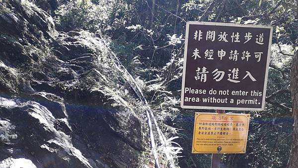 奇萊東稜~泳渡箭竹林的四大障礙之一 挑戰意志力~錦毛鼠 百岳 奇萊東稜~泳渡箭竹林的四大障礙之一 挑戰意志力~錦毛鼠 百岳