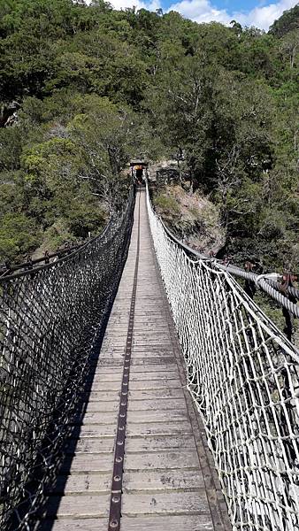 奇萊東稜~泳渡箭竹林的四大障礙之一 挑戰意志力~錦毛鼠 百岳 奇萊東稜~泳渡箭竹林的四大障礙之一 挑戰意志力~錦毛鼠 百岳