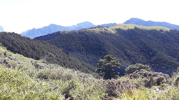 奇萊東稜~泳渡箭竹林的四大障礙之一 挑戰意志力~錦毛鼠 百岳 奇萊東稜~泳渡箭竹林的四大障礙之一 挑戰意志力~錦毛鼠 百岳