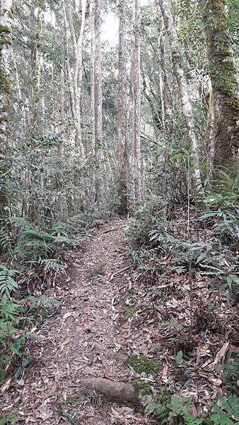 拜訪神木的家~佐米縱走 拜訪神木的家~佐米縱走