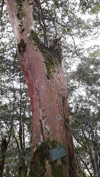 拜訪神木的家~佐米縱走 拜訪神木的家~佐米縱走