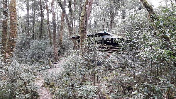 拜訪神木的家~佐米縱走 拜訪神木的家~佐米縱走