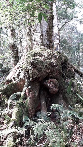 拜訪神木的家~佐米縱走 拜訪神木的家~佐米縱走