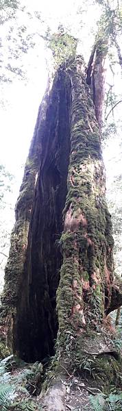 拜訪神木的家~佐米縱走 拜訪神木的家~佐米縱走