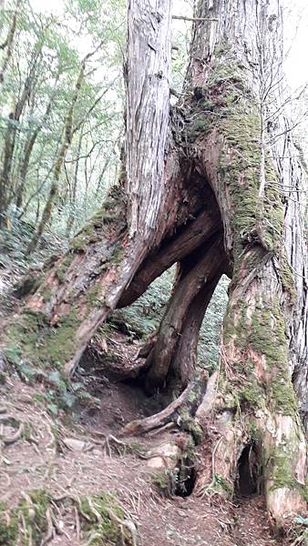 拜訪神木的家~佐米縱走 拜訪神木的家~佐米縱走