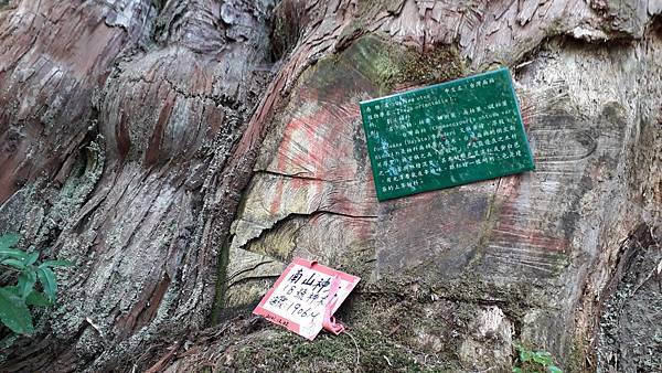 拜訪神木的家~佐米縱走 拜訪神木的家~佐米縱走