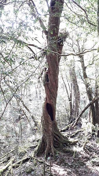 拜訪神木的家~佐米縱走 拜訪神木的家~佐米縱走