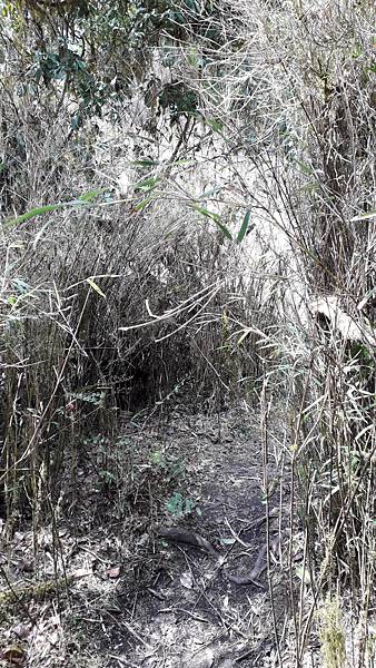 拜訪神木的家~佐米縱走 拜訪神木的家~佐米縱走