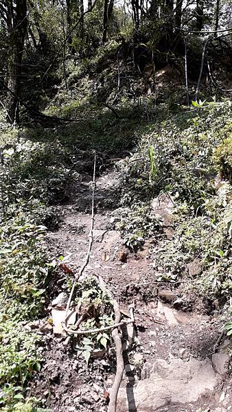 拜訪神木的家~佐米縱走 拜訪神木的家~佐米縱走