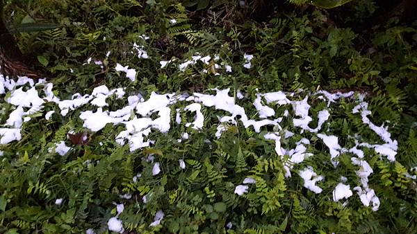 (237三峽區)花岩山林賞雪記