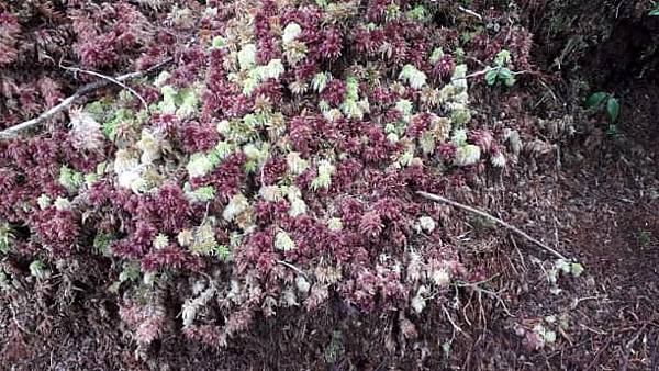 【太平山系】步道彙總 想走的太平山的步道都在這兒 【太平山系】步道彙總 想走的太平山的步道都在這兒