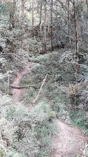 【太平山系】步道彙總 想走的太平山的步道都在這兒