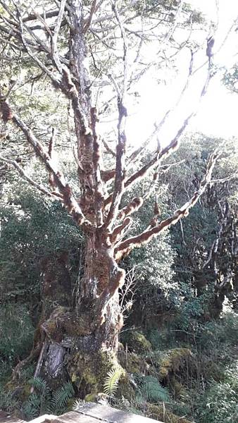 【太平山系】步道彙總 想走的太平山的步道都在這兒 【太平山系】步道彙總 想走的太平山的步道都在這兒