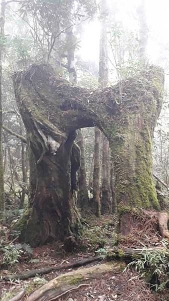 【太平山系】步道彙總 想走的太平山的步道都在這兒