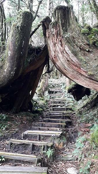【太平山系】步道彙總 想走的太平山的步道都在這兒 【太平山系】步道彙總 想走的太平山的步道都在這兒