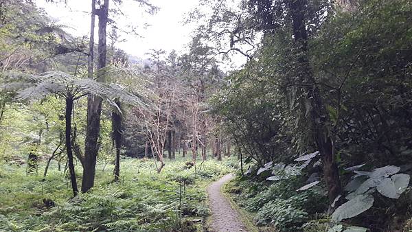 【太平山系🌲】步道大集合 想走的太平山的步道都在這兒🌳 【太平山系🌲】步道大集合 想走的太平山的步道都在這兒🌳