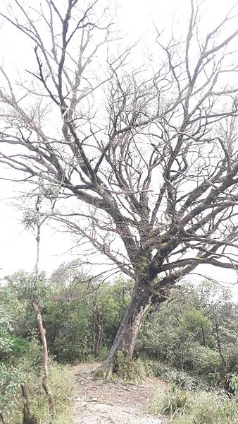 【夢幻國度】四神縱走 蘭崁大白山 【夢幻國度】四神縱走 蘭崁大白山