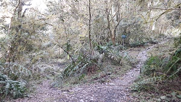 【夢幻國度】四神湯の縱走(神社、神代山、神代池、神木)&蘭崁