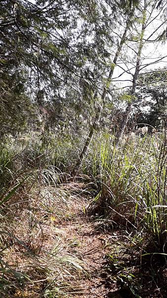 【夢幻國度】四神湯の縱走(神社、神代山、神代池、神木)&蘭崁