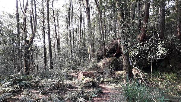 【夢幻國度】四神湯の縱走(神社、神代山、神代池、神木)&蘭崁