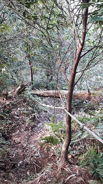 【夢幻國度】四神湯の縱走(神社、神代山、神代池、神木)&蘭崁