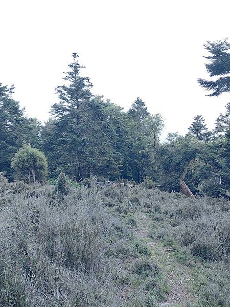 新康山、布拉克桑山~未完待續的新康+補課~錦毛鼠 百岳行