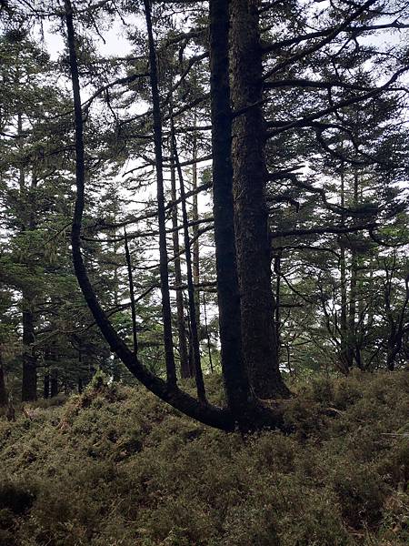 新康山、布拉克桑山~未完待續的新康+補課~錦毛鼠 百岳行