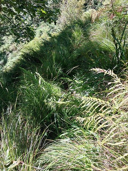 新康山、布拉克桑山~未完待續的新康+補課~錦毛鼠 百岳行