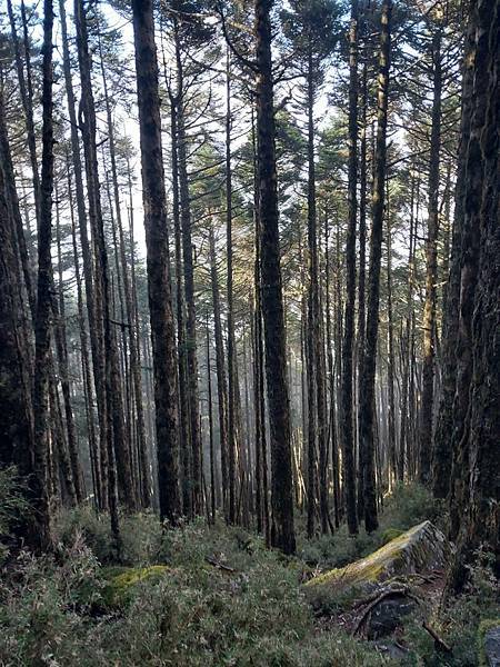 新康山、布拉克桑山~未完待續的新康+補課~錦毛鼠 百岳行