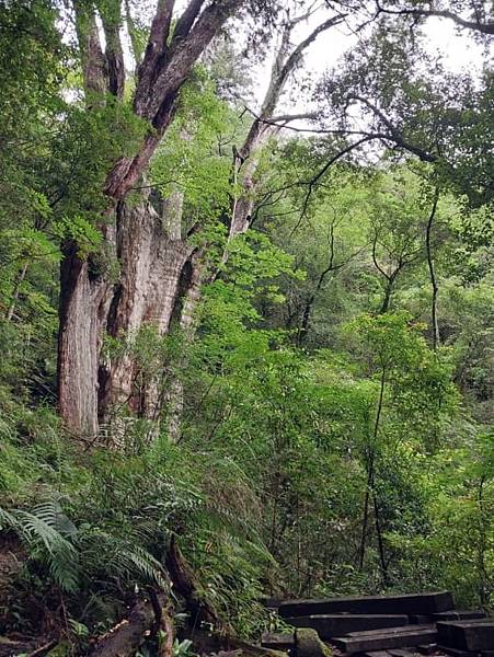 巴福越嶺古道 巴陵-烏來 巴福越嶺古道 巴陵-烏來
