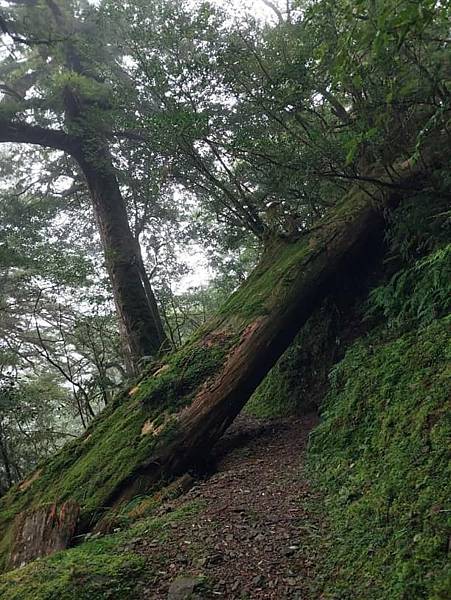 巴福越嶺古道 巴陵-烏來 巴福越嶺古道 巴陵-烏來