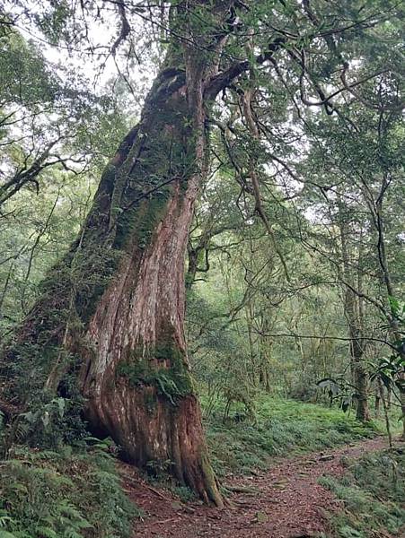 巴福越嶺古道 巴陵-烏來 巴福越嶺古道 巴陵-烏來