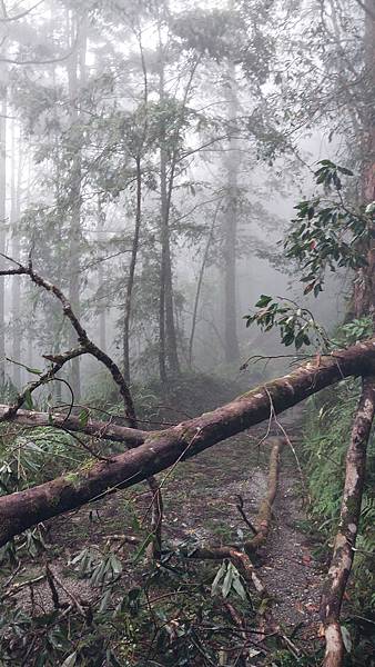 南三段 笑中帶淚的野蠻遊戲10日行~錦毛鼠 百岳行