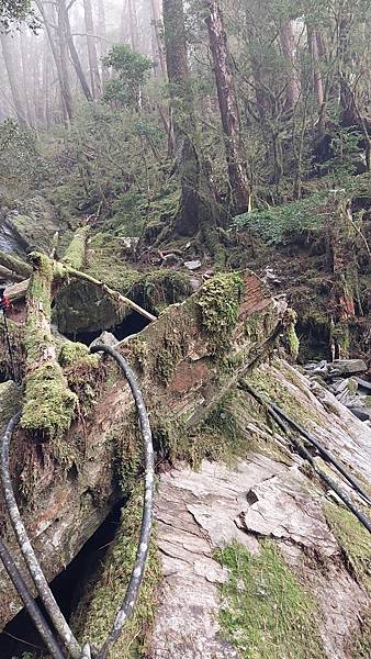 南三段 笑中帶淚的野蠻遊戲10日行~錦毛鼠 百岳行