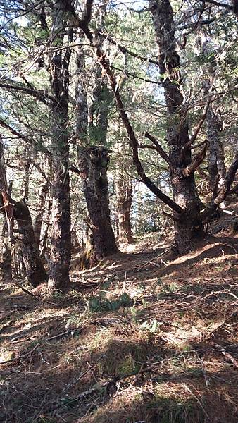 南三段 笑中帶淚的野蠻遊戲10日行~錦毛鼠 百岳行