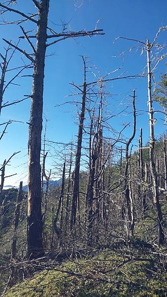 南三段 笑中帶淚的野蠻遊戲10日行~錦毛鼠 百岳行