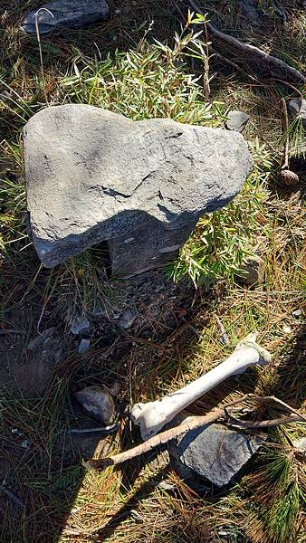 南三段 笑中帶淚的野蠻遊戲10日行~錦毛鼠 百岳行