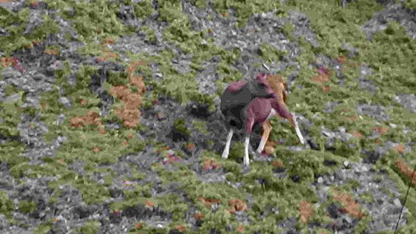 南三段 笑中帶淚的野蠻遊戲10日行~錦毛鼠 百岳行