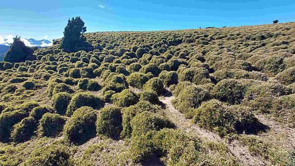 南三段 笑中帶淚的野蠻遊戲10日行~錦毛鼠 百岳行