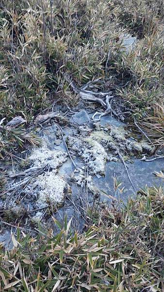 南三段 笑中帶淚的野蠻遊戲10日行~錦毛鼠 百岳行