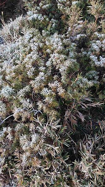 南三段 笑中帶淚的野蠻遊戲10日行~錦毛鼠 百岳行