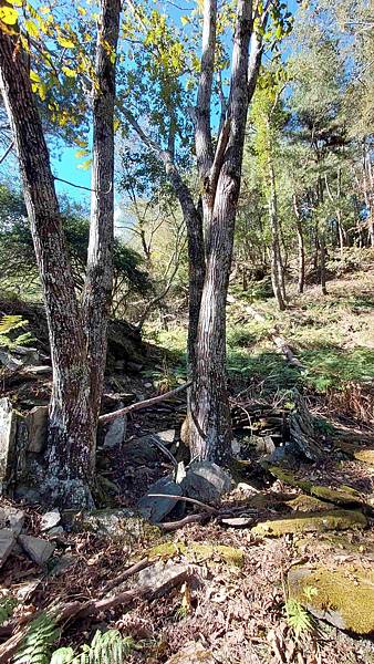 南三段 笑中帶淚的野蠻遊戲10日行~錦毛鼠 百岳行